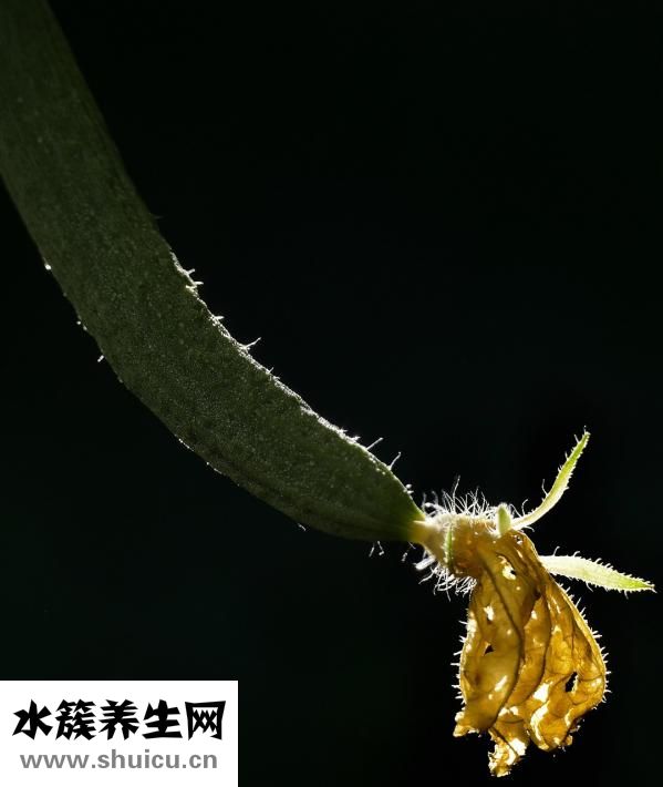 黃瓜凍了還能吃嗎