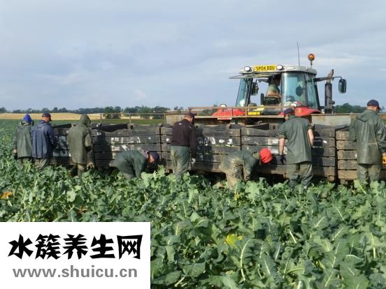 西蘭花怎樣做好吃