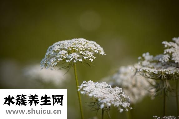 紅色食物有哪些