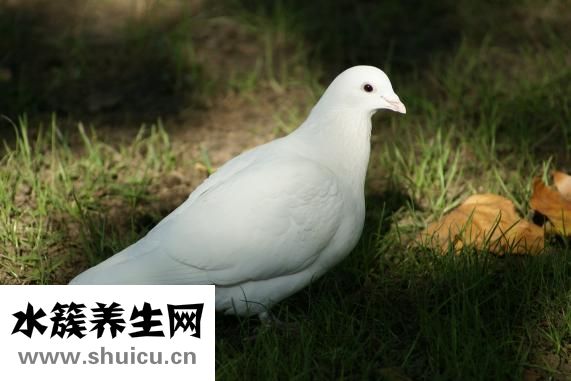 人為什么要睡覺