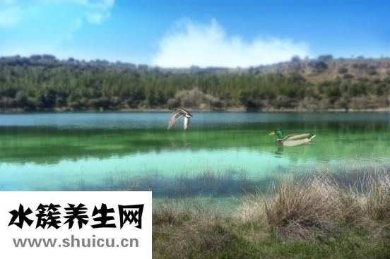 寶寶拉綠屎怎么回事