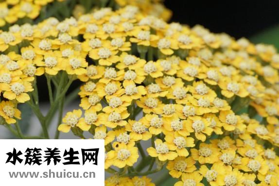 春天開的花有哪些