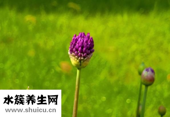 唐篩什么時候做