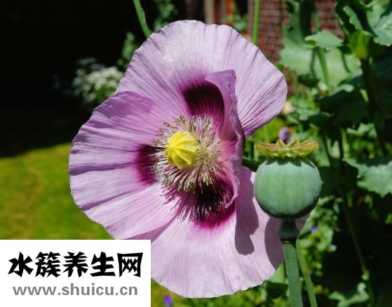 女人吃什么補腎