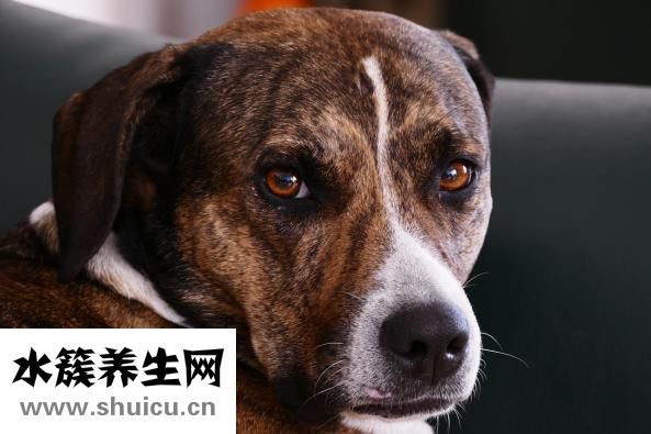 為什么鼻子上長(zhǎng)痘痘