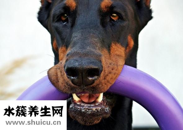 為什么鼻子上長(zhǎng)痘痘