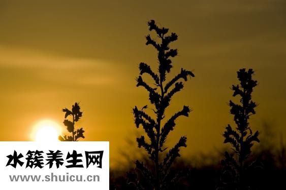 如何腌制咸鴨蛋