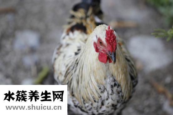 公雞為什么打鳴