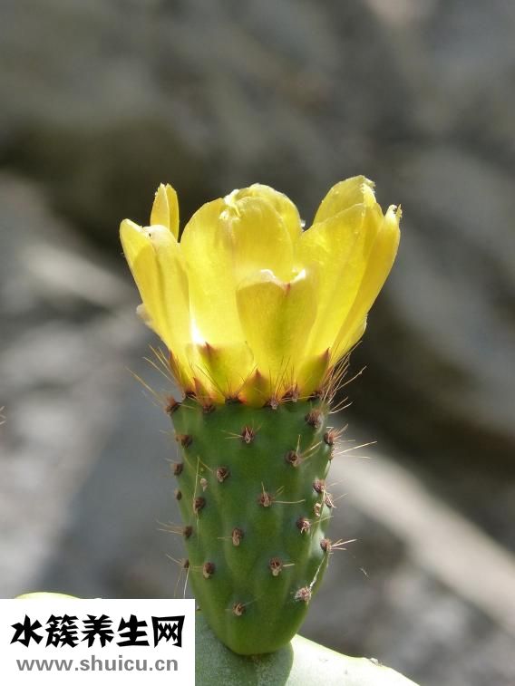 仙人球怎么養(yǎng)