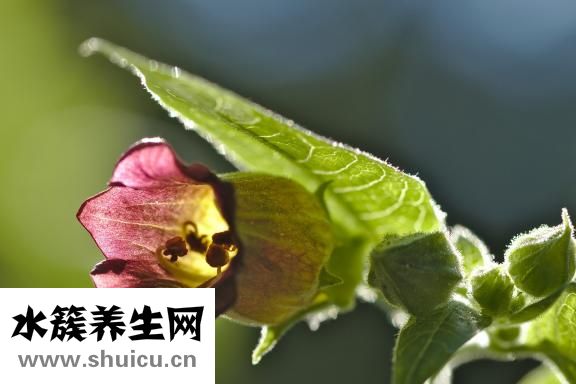 急性腸胃炎吃什么藥