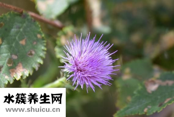 發的食物有哪些