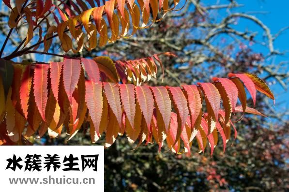 屬木的字有哪些