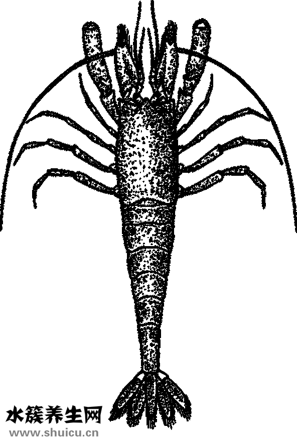 孕婦上火了怎么辦