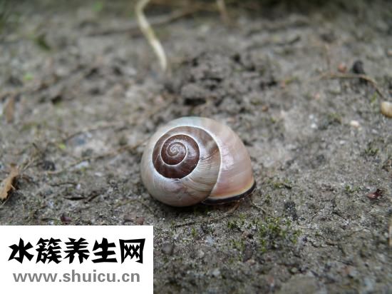 入耳式耳機怎么戴