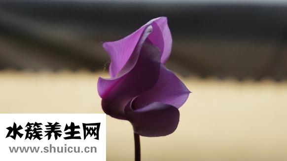 唐氏篩查什么時候做