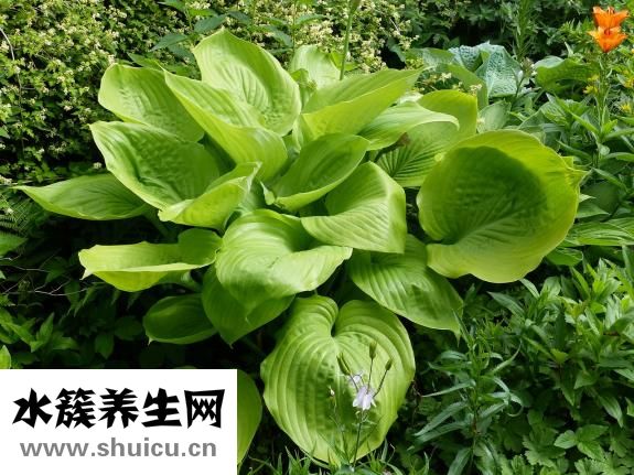 咳嗽老不好怎么辦