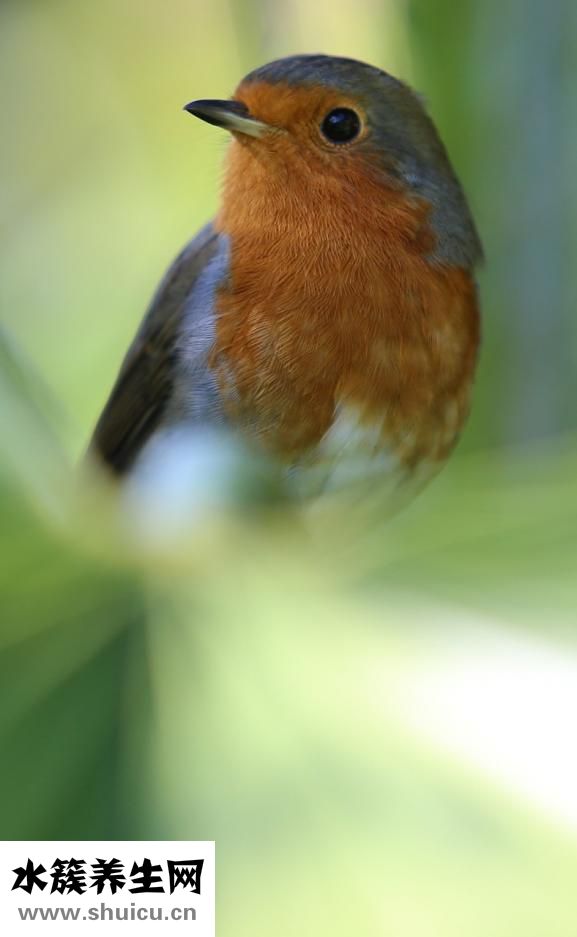小葉增生不能吃什么