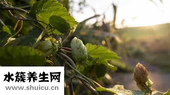 啤酒花是什么