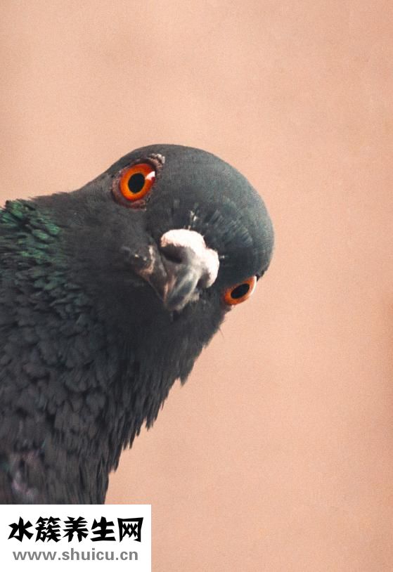 怎么快速消除黑眼圈