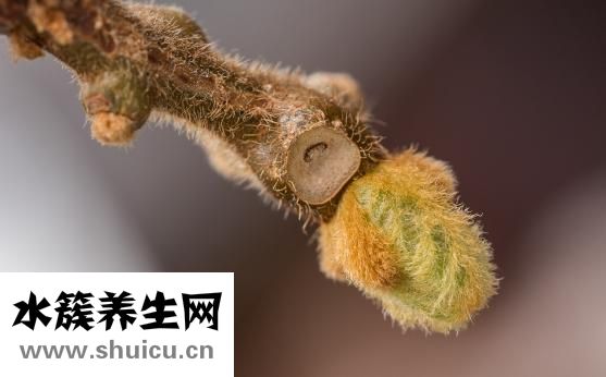 白癜風吃什么藥