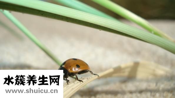 瓢蟲吃什么