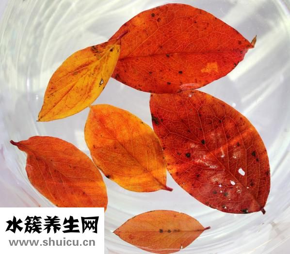 白癜風吃什么藥