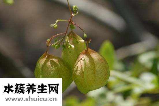 乳腺增生如何治療