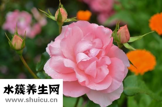 準生證如何辦理