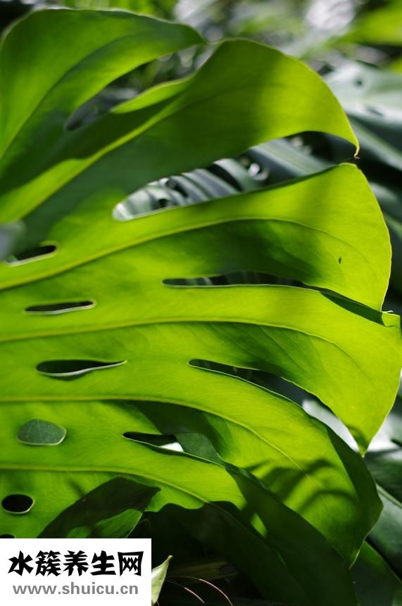 怎么快速去除皺紋