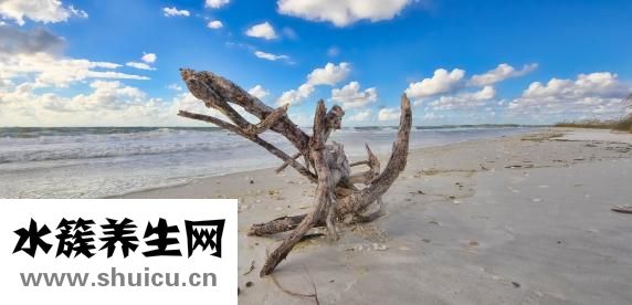 增加免疫力吃什么好