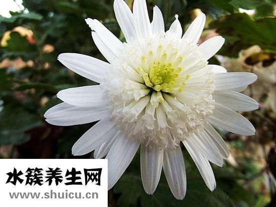 什么花適合放在臥室