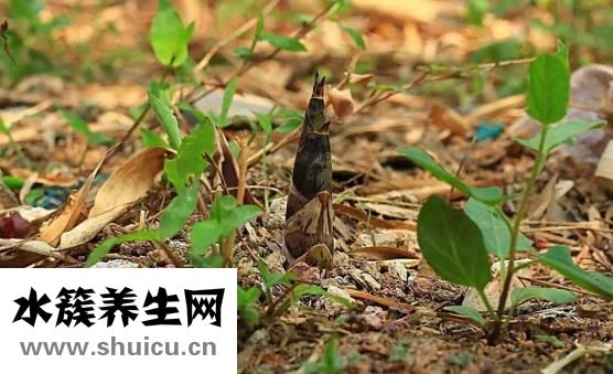 冬筍是什么