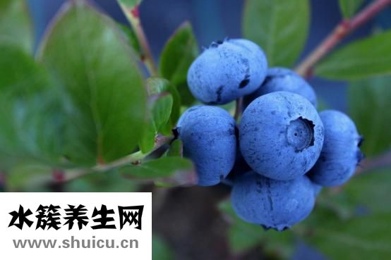 鼻子上的黑頭怎么辦