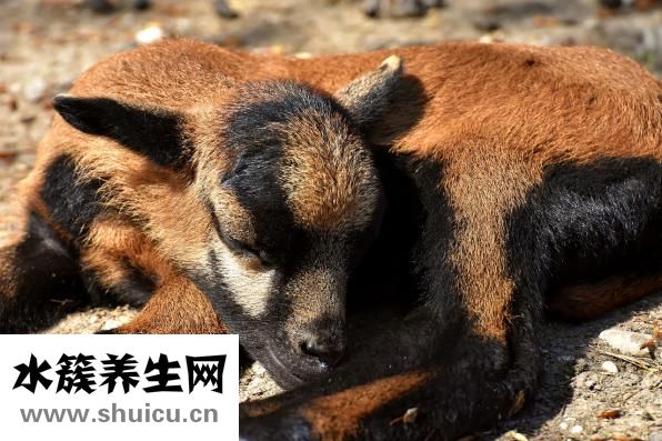 新生兒黃疸多久能退