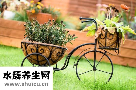 葛根粉有什么功效