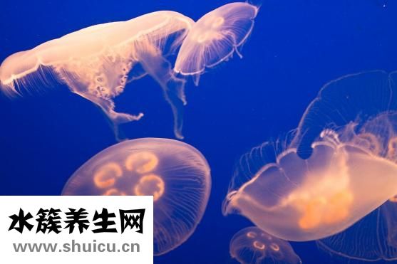 吃什么止咳化痰