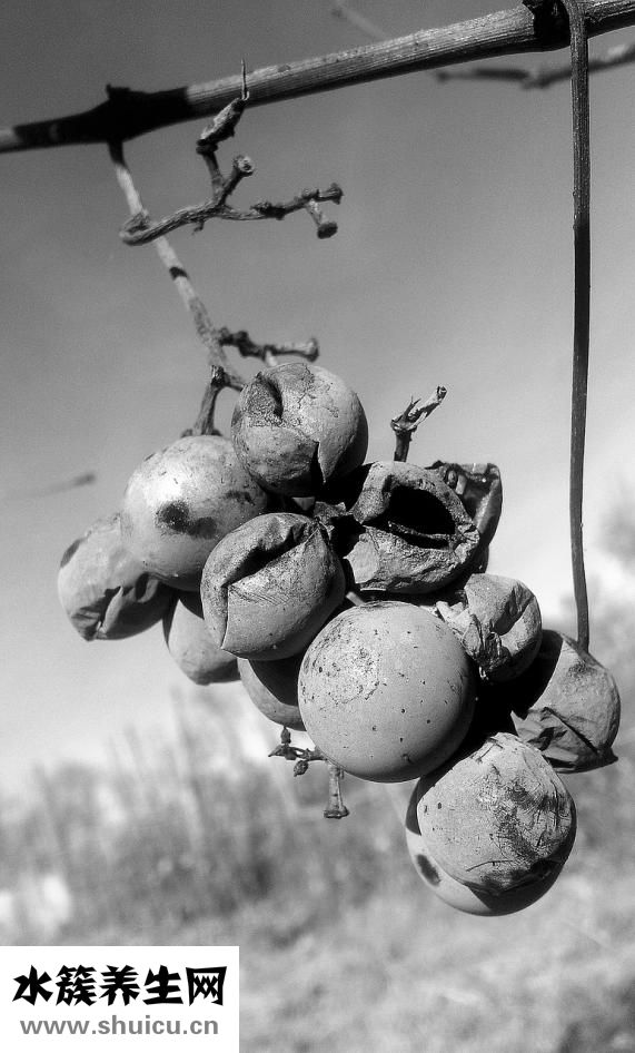 剖腹產后怎么瘦肚子