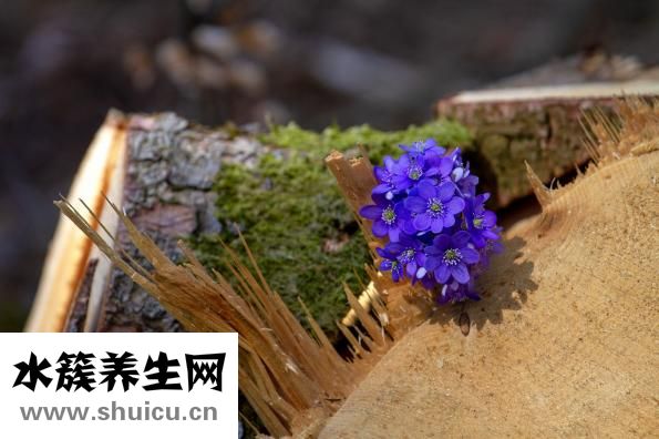 如何去掉黃褐斑