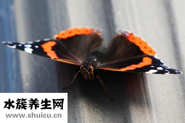 如何去除眼部脂肪粒