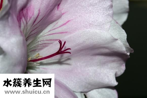 怎么治療脂溢性脫發