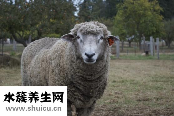 狗肉怎么做才能壯陽