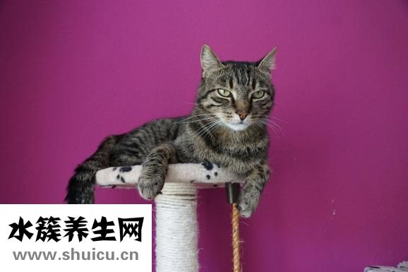 懷孕多少天能做人流