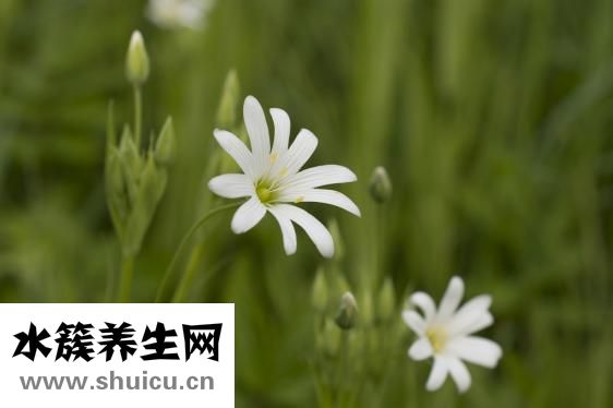 康乃馨的花語是什么