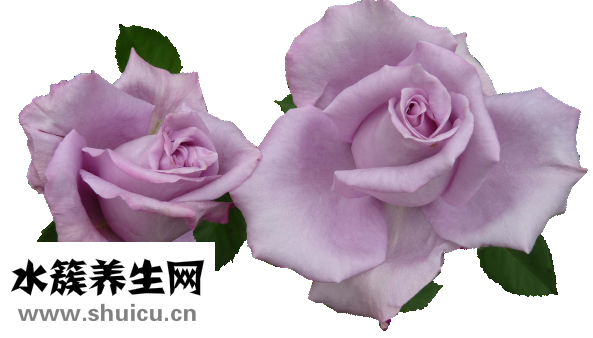 情人節(jié)送什么花