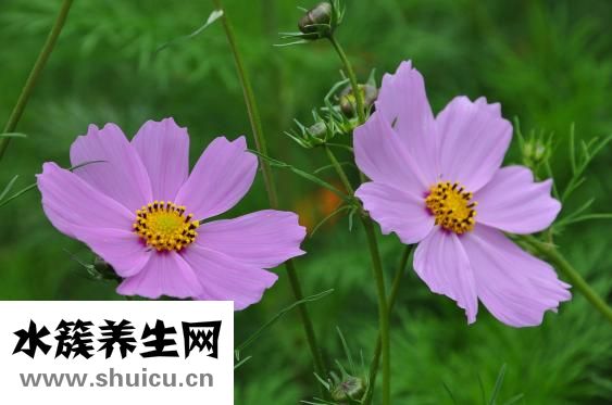 蓮花什么時(shí)候開(kāi)