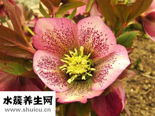 眼袋太大怎么辦