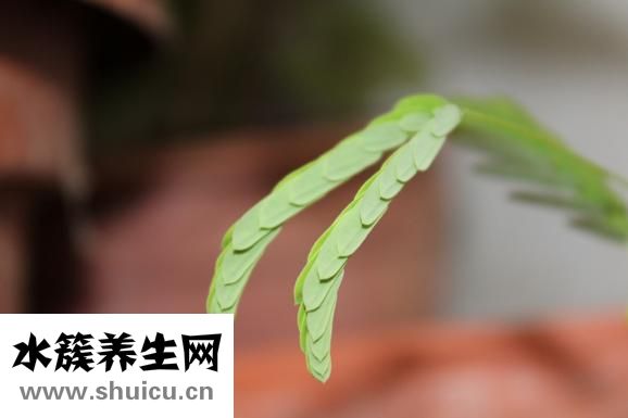 更年期出汗吃什么藥