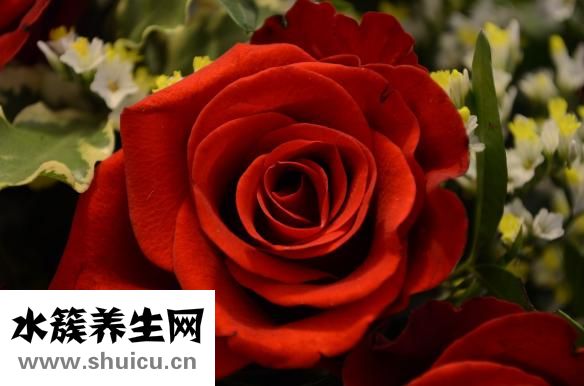 情人節(jié)送什么花