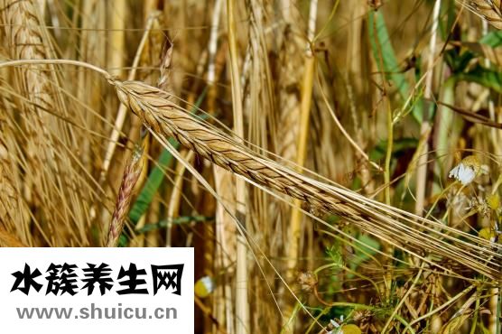 肉皮凍怎么做好吃