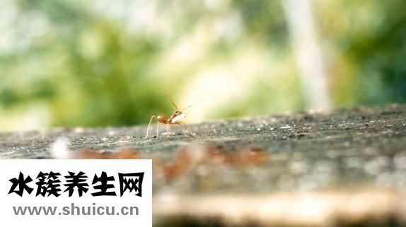 被蜂蟄了怎么辦